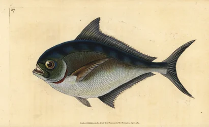 Pomfret atlantický, Brama brama (Rayova zubatá pozlacená hlava, Sparus raii). Ručně kolorovaný mědiryt nakreslený a rytý Edwardem Donovanem z jeho Natural History of British Fishes, Donovan a F.C. a J. Rivington, Londýn