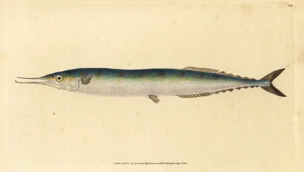 Atlantský saurus, Scomberesox saurus saurus (Skipper štika, Esox saurus). Ručně kolorovaný mědiryt nakreslený a rytý Edwardem Donovanem z jeho Natural History of British Fishes, Donovan a F.C. a J. Rivington, Londýn