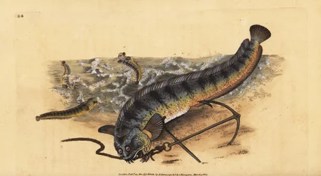 Atlantský mořský vlk nebo pruhovaný mořský vlk, Anarhichas lupus. Ručně kolorovaný mědiryt nakreslený a rytý Edwardem Donovanem z jeho Natural History of British Fishes, Donovan a F.C. a J. Rivington, Londýn