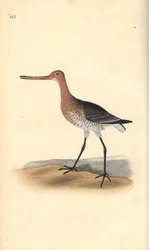 břehouš barocasý (samice), Limosa lapponica. Ručně kolorovaný mědiryt nakreslený a rytý Edwardem Donovanem z jeho vlastní „Přírodopisné historie britských ptáků“, Londýn
