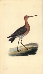 břehouš barocasý (samec), Limosa lapponica. Ručně kolorovaný mědiryt nakreslený a rytý Edwardem Donovanem z jeho vlastní „Přírodopisné historie britských ptáků“, Londýn