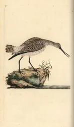 břehouš barocasý, Limosa lapponica. Ručně kolorovaný mědiryt nakreslený a rytý Edwardem Donovanem z jeho vlastní „Přírodopisné historie britských ptáků“, Londýn
