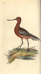 Břehule říční, Limosa lapponica. Ručně kolorovaná mědirytina, kterou nakreslil a vyryl Edward Donovan podle své vlastní "Natural History of British Birds", Londýn.