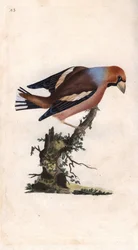 Velký zobák zlomí jádro. Kokosové (Loxia coccothraustes). Mědirytina Edwarda Donovana (1768-1837), publikovaná v Natural History of British Birds, Londýn