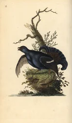 Tetřívek obecný, Tetrao tetrix. Ručně kolorovaný mědiryt, kreslený a rytý Edwardem Donovanem z jeho vlastní „Natural History of British Birds“, Londýn