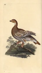 Tetřívek obecný neboli černá zvěř, Tetrao tetrix. Ručně kolorovaný mědiryt, kreslený a rytý Edwardem Donovanem z jeho vlastní „Natural History of British Birds“, Londýn