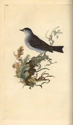 Blackcap, Sylvia atricapilla. Ručně kolorovaný mědiryt nakreslený a rytý Edwardem Donovanem z jeho vlastní „Přírodopisné historie britských ptáků“, Londýn