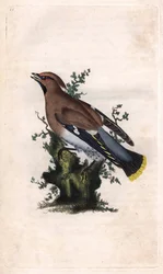 Boreální jaspis. Bombycilla garrulus (Ampelis garrulus). Mědirytina Edwarda Donovana (1768-1837), publikovaná v Natural History of British Birds, Londýn