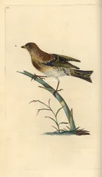 Brambling, Fringilla montifringilla. Ručně kolorovaný mědirytin nakreslený a rytý Edwardem Donovanem z jeho vlastní „Přírodopisné historie britských ptáků“, Londýn