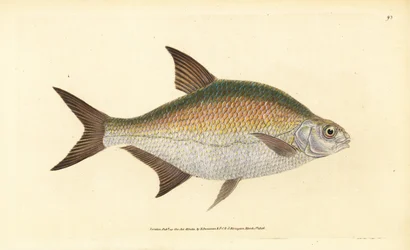Cejn, Abramis brama (Cyprinus brama). Ručně kolorovaný mědiryt nakreslený a rytý Edwardem Donovanem z jeho Natural History of British Fishes, Donovan a F.C. a J. Rivington, Londýn