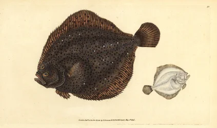 Brill nebo Pearl, Scophthalmus rhombus (Pleuronectes rhombus). Ručně kolorovaný mědiryt nakreslený a rytý Edwardem Donovanem z jeho Natural History of British Fishes, Donovan a F.C. a J. Rivington, Londýn