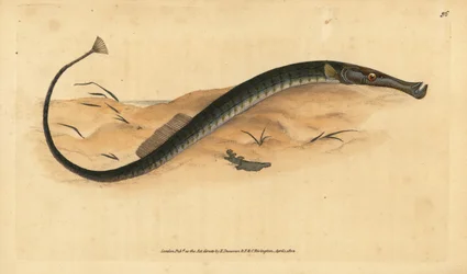Širokonosý nebo kratší dírkonoš. Syngnathus typhle. Ručně kolorovaná mědirytina nakreslená a vyrytá Edwardem Donovanem z jeho Natural History of British Fishes, Donovan and F.C. and J. Rivington, London.