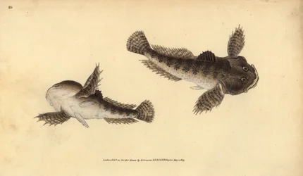 Bullhead, Cottus gobio (říční býčí hlava). Ručně kolorovaný mědiryt nakreslený a rytý Edwardem Donovanem z jeho Natural History of British Fishes, Donovan a F.C. a J. Rivington, Londýn