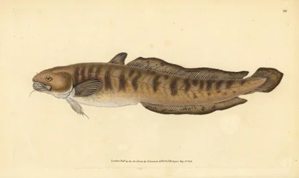 Burbot, Lota lota (Gadus lota). Ručně kolorovaný mědiryt nakreslený a rytý Edwardem Donovanem z jeho Natural History of British Fishes, Donovan a F.C. a J. Rivington, Londýn