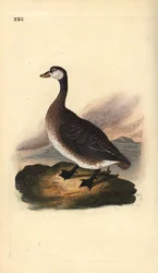 Kanadská husa, Branta canadensis. Ručně kolorovaný mědiryt nakreslený a rytý Edwardem Donovanem z jeho vlastní „Přírodopisné historie britských ptáků“, Londýn