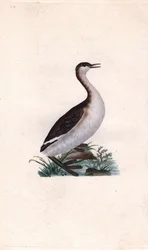 Potápka Castagny. Tachybaptus ruficollis (Podiceps nigricans). Mědirytina Edwarda Donovana (1768-1837), publikovaná v Natural History of British Birds, Londýn