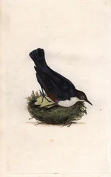 Cincle potápěč. Cinclus cinclus (Sturnus cinclus). Mědirytina Edwarda Donovana (1768-1837), publikovaná v Natural History of British Birds, Londýn