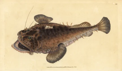Ryba obecná, Lophius piscatorius. Ručně kolorovaný mědiryt nakreslený a rytý Edwardem Donovanem z jeho Natural History of British Fishes, Donovan a F.C. a J. Rivington, Londýn