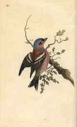 pěnkava obecná, Fringilla coelebs. Ručně kolorovaná mědirytina, kterou nakreslil a vyryl Edward Donovan podle své vlastní "Natural History of British Birds", Londýn.