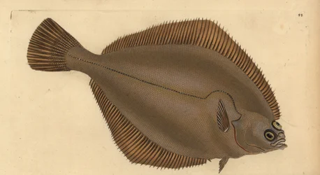 Dab obecný, Limanda limanda (Pleuronectes limanda). Ručně kolorovaný mědiryt nakreslený a rytý Edwardem Donovanem z jeho Natural History of British Fishes, Donovan a F.C. a J. Rivington, Londýn
