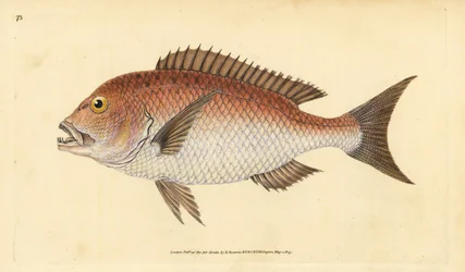 Zubatka obecná, zubatka zubatá. Zranitelný. (Sparus čtyřzubý, Sparus dentex). Ručně kolorovaný mědiryt nakreslený a rytý Edwardem Donovanem z jeho Natural History of British Fishes, Donovan a F.C. a J. Rivington, Londýn