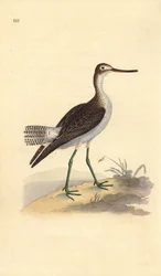 Břehule zelená, Tringa nebularia. Ručně kolorovaná mědirytina, kterou nakreslil a vyryl Edward Donovan podle své vlastní "Natural History of British Birds", Londýn.