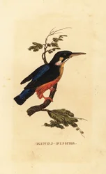 Ledňáček říční, Alcedo atthis