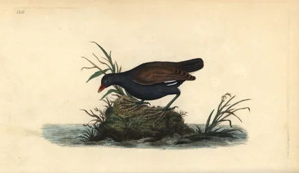 Slípka zelenonohá, Gallinula chloropus. Ručně kolorovaný mědiryt, kreslený a rytý Edwardem Donovanem z jeho vlastní „Natural History of British Birds“, Londýn