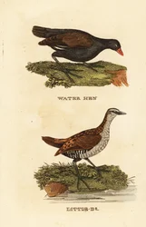 Slípka zelenonohá, Gallinula chloropus, a chřástal kropenatý, Porzana porzana