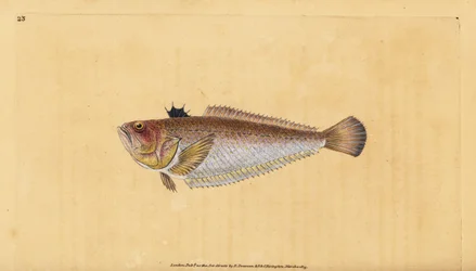 Obyčejný nebo větší, Trachinus draco. Ručně kolorovaný mědiryt nakreslený a rytý Edwardem Donovanem z jeho Natural History of British Fishes, Donovan a F.C. a J. Rivington, Londýn