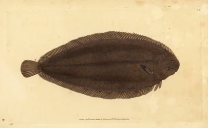 Jazyk obecný nebo jazyk doverský, Solea solea (Pleuronectes solea). Ručně kolorovaný mědiryt nakreslený a rytý Edwardem Donovanem z jeho Natural History of British Fishes, Donovan a F.C. a J. Rivington, Londýn