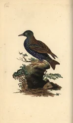Špaček obecný, Sturnus vulgaris. Ručně kolorovaný mědiryt nakreslený a rytý Edwardem Donovanem z jeho vlastní „Přírodopisné historie britských ptáků“, Londýn