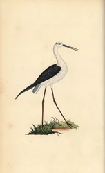 Chřipka obecná, Himantopus himantopus. Ručně kolorovaný mědiryt nakreslený a rytý Edwardem Donovanem z jeho vlastní „Přírodopisné historie britských ptáků“, Londýn