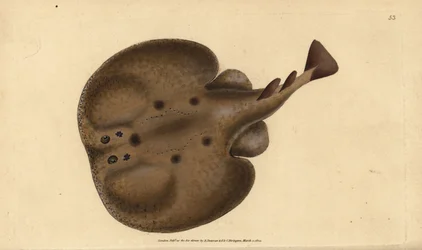 Běžné torpédo nebo elektrický paprsek s očima, torpédo Raja. Ručně kolorovaný mědiryt nakreslený a rytý Edwardem Donovanem z jeho Natural History of British Fishes, Donovan a F.C. a J. Rivington, Londýn