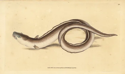 Conger úhoř, Muraena conger. Ručně kolorovaný mědiryt nakreslený a rytý Edwardem Donovanem z jeho Natural History of British Fishes, Donovan a F.C. a J. Rivington, Londýn