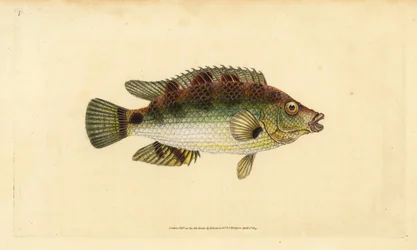 Wrasse korkwing, Symphodus melops (Goldfinny, Labrus cornubius). Ručně kolorovaný mědiryt nakreslený a rytý Edwardem Donovanem z jeho Natural History of British Fishes, Donovan a F.C. a J. Rivington, Londýn