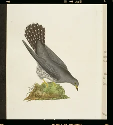 Kukačka z „Dějiny britských ptáků“, 1799