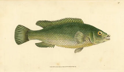 pyskoun kukačký, Labrus mixtus (pyskoun pruhovaný, Labrus lineatus). Ručně kolorovaný mědiryt nakreslený a rytý Edwardem Donovanem z jeho Natural History of British Fishes, Donovan a F.C. a J. Rivington, Londýn