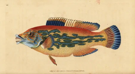pyskoun kukačký, Labrus mixtus (pyskoun pruhovaný, Labrus variegatus). Ručně kolorovaný mědiryt nakreslený a rytý Edwardem Donovanem z jeho Natural History of British Fishes, Donovan a F.C. a J. Rivington, Londýn