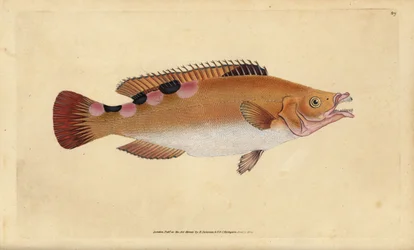 pyskoun kukačký, Labrus mixtus (pyskoun trimaculovaný, Labrus trimaculatus). Ručně kolorovaný mědiryt nakreslený a rytý Edwardem Donovanem z jeho Natural History of British Fishes, Donovan a F.C. a J. Rivington, Londýn