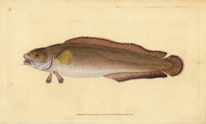 Cusk nebo kel, Brosme brosme (Brosme nebo Scotch torsk, Gadus brosme). Ručně kolorovaný mědiryt nakreslený a rytý Edwardem Donovanem z jeho Natural History of British Fishes, Donovan a F.C. a J. Rivington, Londýn