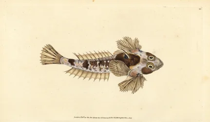 Dragonet, Callionymus lyra (Sordid dragonet, Callionymus dracunculus). Ručně kolorovaný mědiryt nakreslený a rytý Edwardem Donovanem z jeho Natural History of British Fishes, Donovan a F.C. a J. Rivington, Londýn