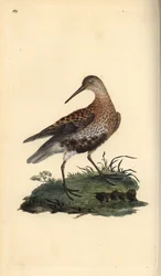 Dunlin, Calidris alpina. Ručně kolorovaný mědiryt nakreslený a rytý Edwardem Donovanem z jeho vlastní „Přírodopisné historie britských ptáků“, Londýn