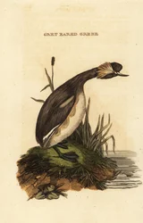 Potápka ušatá nebo potápka rohatá, dospělý, Podiceps auritus