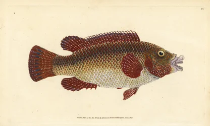 Pyskoun paví východoatlantský, Symphodus tinca (starobylý pyskoun neboli stará žena, Labrus tinca). Ručně kolorovaný mědiryt, kreslený a rytý Edwardem Donovanem z jeho Natural History of British Fishes, Donovan a F.C. a J. Rivington, Londýn