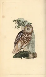 Puštík evropský, Glaucidium passerinum. Ručně kolorovaný mědiryt nakreslený a rytý Edwardem Donovanem z jeho vlastní „Přírodopisné historie britských ptáků“, Londýn