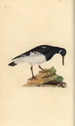 Ústřičník obecný, Haematopus ostralegus. Ručně kolorovaný mědiryt nakreslený a rytý Edwardem Donovanem z jeho vlastní „Přírodopisné historie britských ptáků“, Londýn
