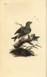 Eurasijská kůže, Carduelis spinus. Ručně kolorovaný mědiryt nakreslený a rytý Edwardem Donovanem z jeho vlastní „Přírodopisné historie britských ptáků“, Londýn