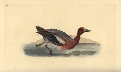 Wigeon euroasijský, Anas penelope. Ručně kolorovaný mědiryt nakreslený a rytý Edwardem Donovanem z jeho vlastní „Přírodopisné historie britských ptáků“, Londýn