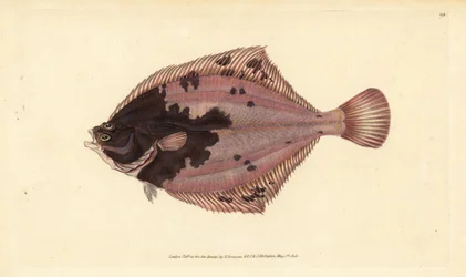 Platýs obecný, Platichthys flesus (platýs, Pleuronectes flesus). Ručně kolorovaný mědiryt nakreslený a rytý Edwardem Donovanem z jeho Natural History of British Fishes, Donovan a F.C. a J. Rivington, Londýn